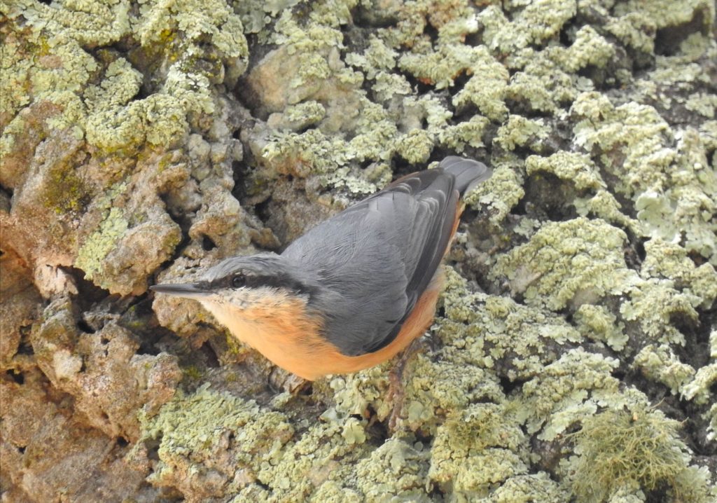 Corça na floresta de abetos capreolus capreolus corça selvagem na natureza